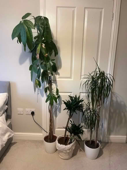 Photo of free Three indoor plants (Penrith CA11) #1