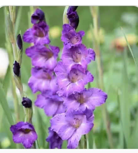 Photo of free Gardeners: Purple GLADIOLUS corns (San Carlos-El Camino near Hull) #1