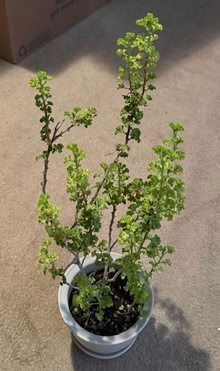 Photo of free Scented Geranium Plant (Cupertino - DeAnza and 280) #2