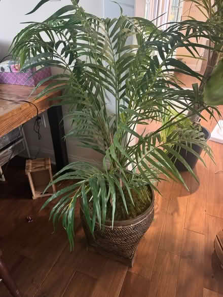 Photo of free Indoor fake tree (Ambler) #1