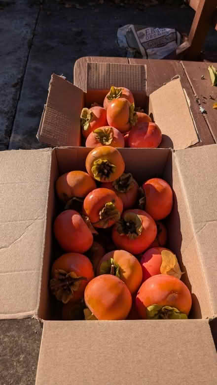 Photo of free Persimmons - Fuyu (Cuesta Park neighborhood) #2