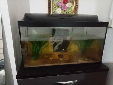 Photo of free Fish tank (Highbury N5) #2