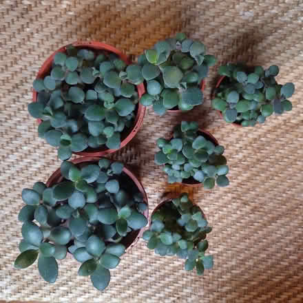 Photo of free Jade/money plants (Leeds LS8) #2