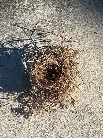 Photo of free Bird Nest (Wolfe & Reed) #1