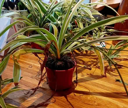 Photo of free Spider plants (5) (Oldfield Park) #1