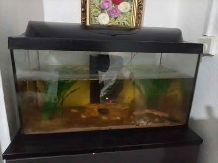 Photo of free Fish tank with weather loach (Highbury N5) #1