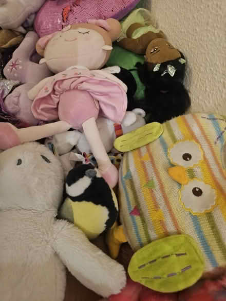 Photo of free Soft Toys / Teddies (Kingston KT2) #3