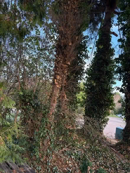 Photo of free Wood logs for open fire (NOrthampton) #1