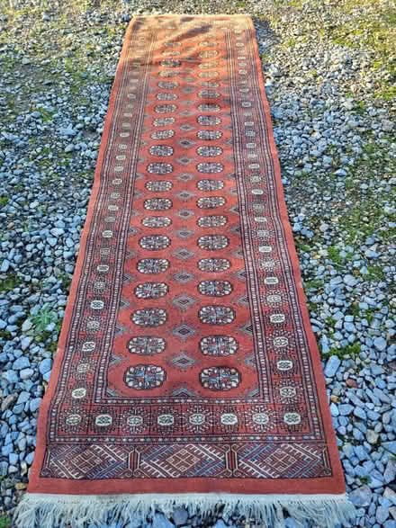 Photo of free Runner (Wimborne,Colehill) #1