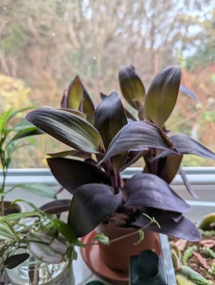 Photo of free Mixed lot of Houseplants (BD16 cottingley) #1