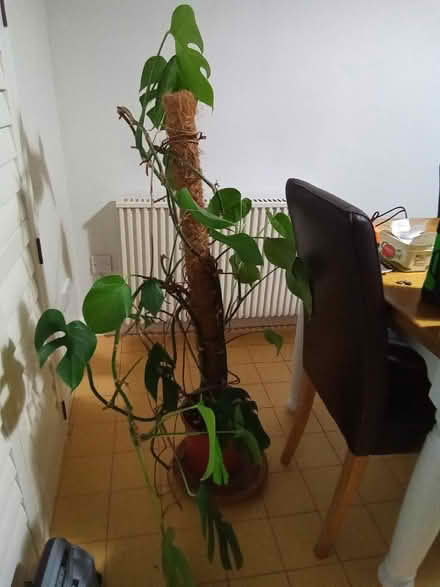 Photo of free Cheese Plant (Catherine-de-Barnes B91) #3
