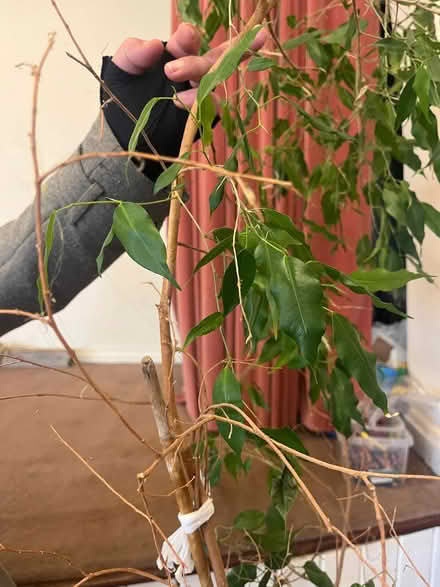 Photo of free Large plant (Langley SL3) #2