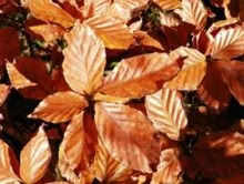 Photo of Leaves for mulching soil (Little Downham CB6) #2