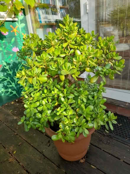 Photo of free Crassula plant (Wivenhoe CO7) #1