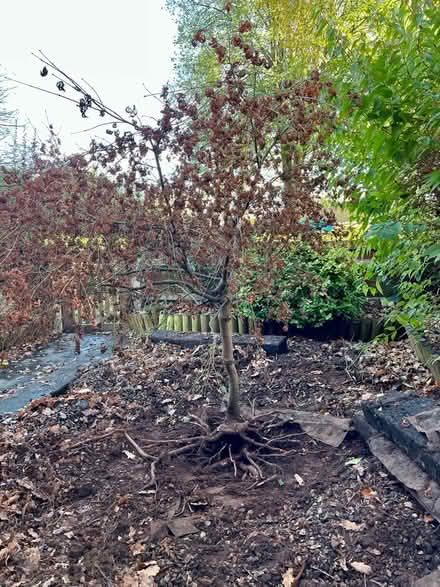 Photo of free Japanese Maple (Acer) tree (Coombe Dingle BS9) #1