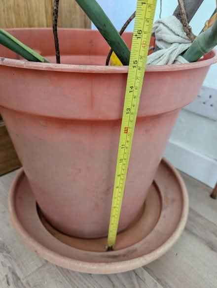 Photo of free Monstera house plant (Church of the Cross SE2) #3