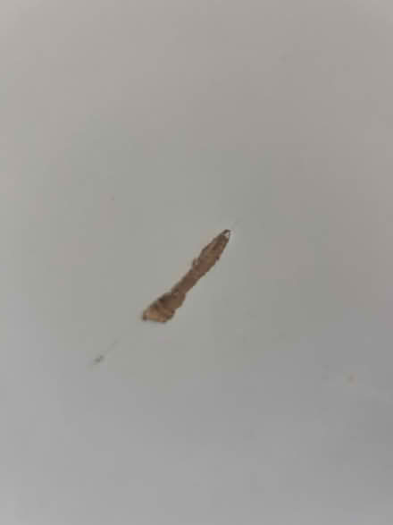 Photo of free Toddler bed (SE6) #4