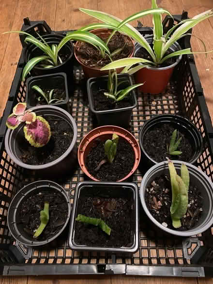 Photo of free Selection of small potted houseplants (Lightpill GL5) #1