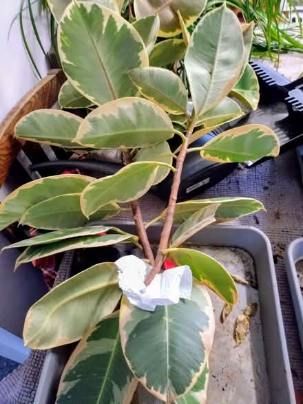 Photo of free Rubber Tree Prunings (Union Park TR11) #1