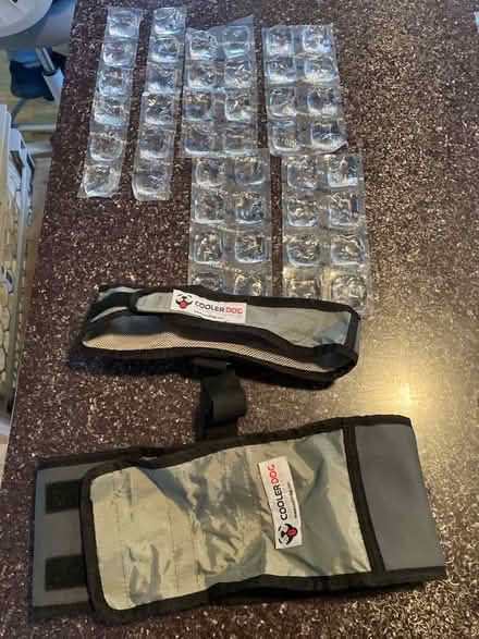 Photo of free Cooler Dog Vest-large (Capitol Hill, Lincoln Park) #1