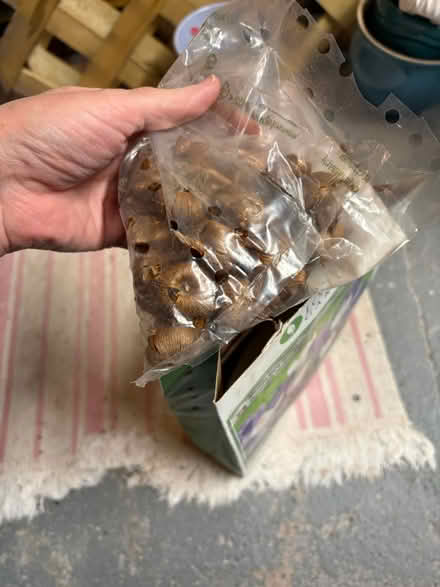 Photo of free Trellises, pots and crocuses (Roxbury) #3