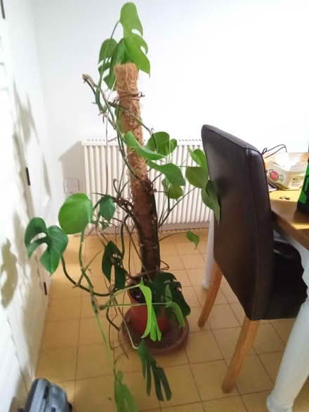 Photo of free Cheese Plant (Catherine-de-Barnes B91) #4
