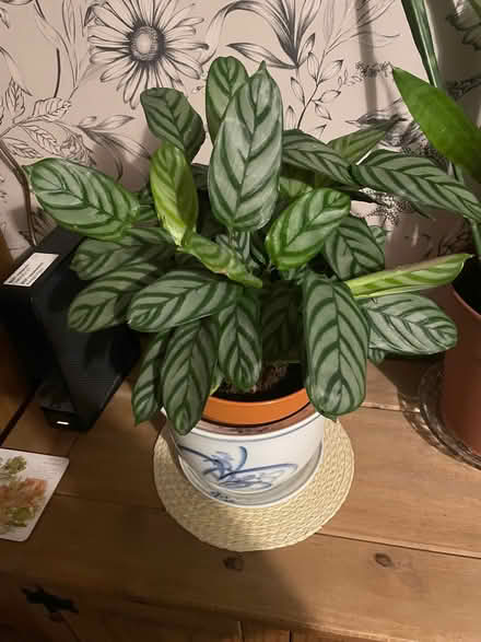 Photo of free House plant (Southdown) #1