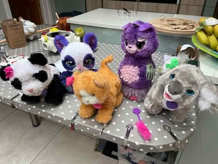 Photo of free Fur real pets (Ashton CH3) #1