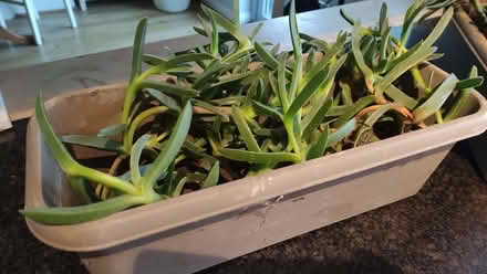 Photo of free Plant (Chislehurst BR7) #1