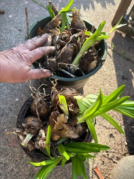 Photo of free Naked Lady bulbs (Berkeley) #1