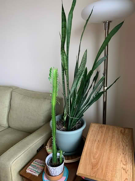Photo of free Snake plant and other cactus (Vanier Parkway at Queensway) #1