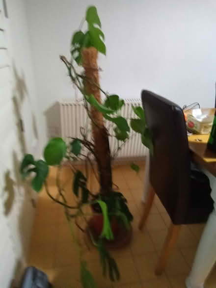 Photo of free Cheese Plant (Catherine-de-Barnes B91) #2