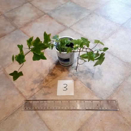 Photo of free Assorted houseplants (Roseburn EH12) #3