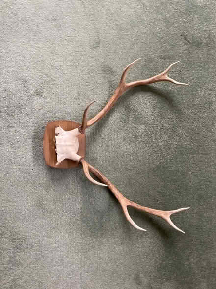 Photo of free Antlers (Kenilworth CV8) #1