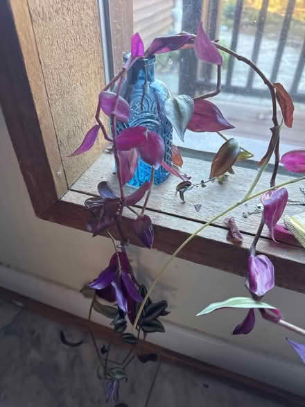 Photo of free Wandering Jew cutting (Severna Park) #1