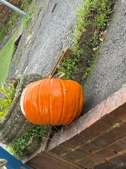 Photo of free Huge pumpkin (Chatham) #1