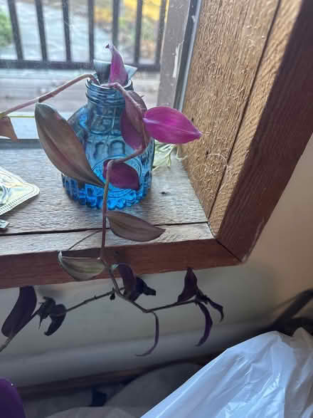 Photo of free Wandering Jew plant cutting - round (Severna Park) #1