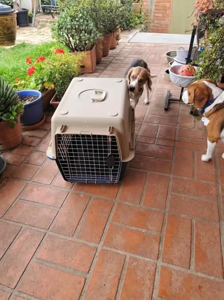 Photo of free 2 x Dog Carrier Airline Approved (Cranebrook NSW) #4