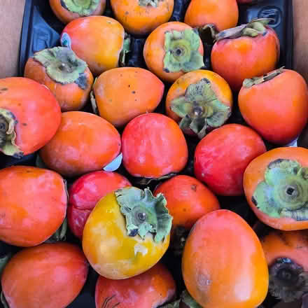 Photo of free Hachiya Persimmons (Chiquita Av MtnVw) #1