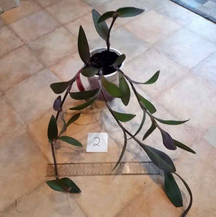 Photo of free Assorted houseplants (Roseburn EH12) #2