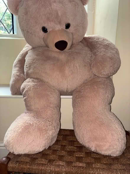 Photo of free Large Teddy Bear (Beverstone GL8) #2