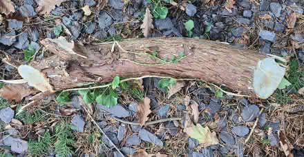 Photo of free Tree logs (Oswestry SY10) #2