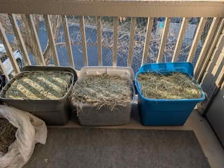 Photo of free Timothy Hay for house bunnies (Greenwood Village) #3