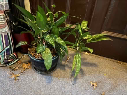 Photo of free plants need better home (Sunset park) #1