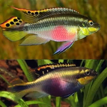 Photo of free Kribensis for re-homing (AB21) #1