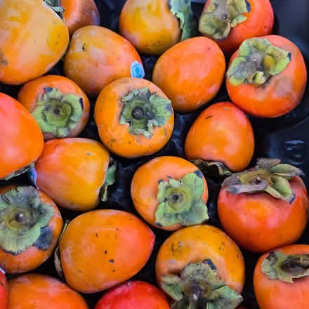 Photo of free Hachiya Persimmons (Chiquita Av MtnVw) #2