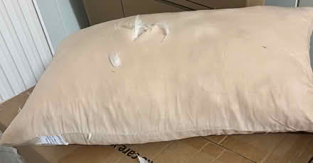 Photo of free Small white feathers (West Twerton BA2 1LZ) #1