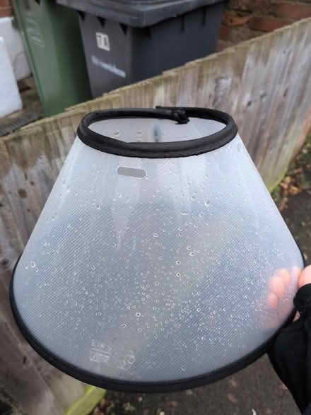 Photo of free Dog cone/collar (Honor oak) #1