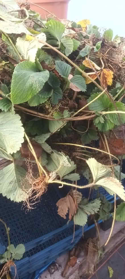 Photo of free Strawberry runners, well rooted. L (Appleby-in-Westmorland CA16) #1