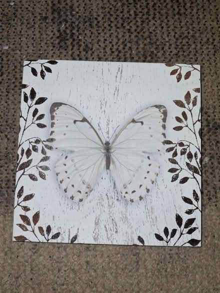 Photo of free Canvas (SG64YQ) #1